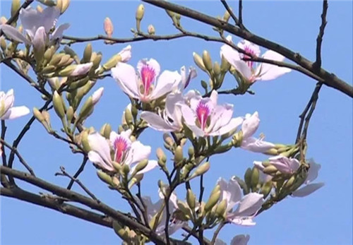 一桌鲜花即成宴！带你领略云南鲜花宴的魅力！